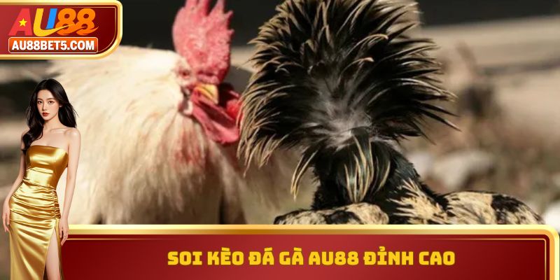 Soi kèo đá gà AU88 đỉnh cao